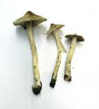 inocybe sororia